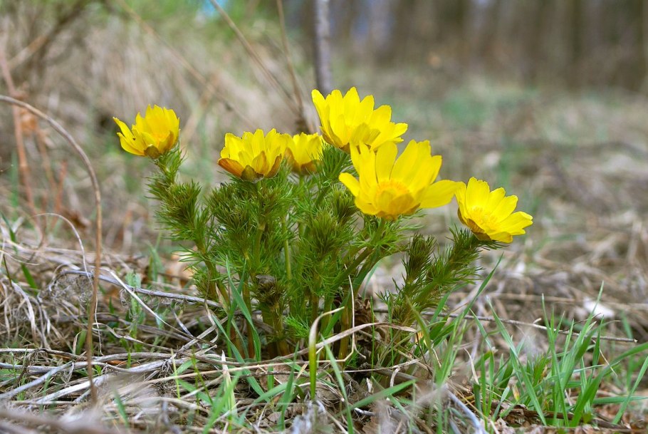 Горицвет весенний (Adonis vernalis)