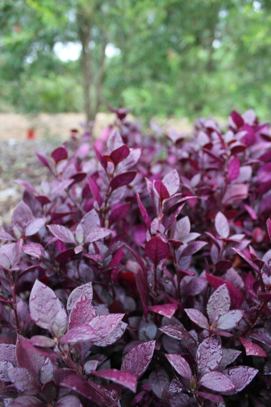 Альтернантера Дентата