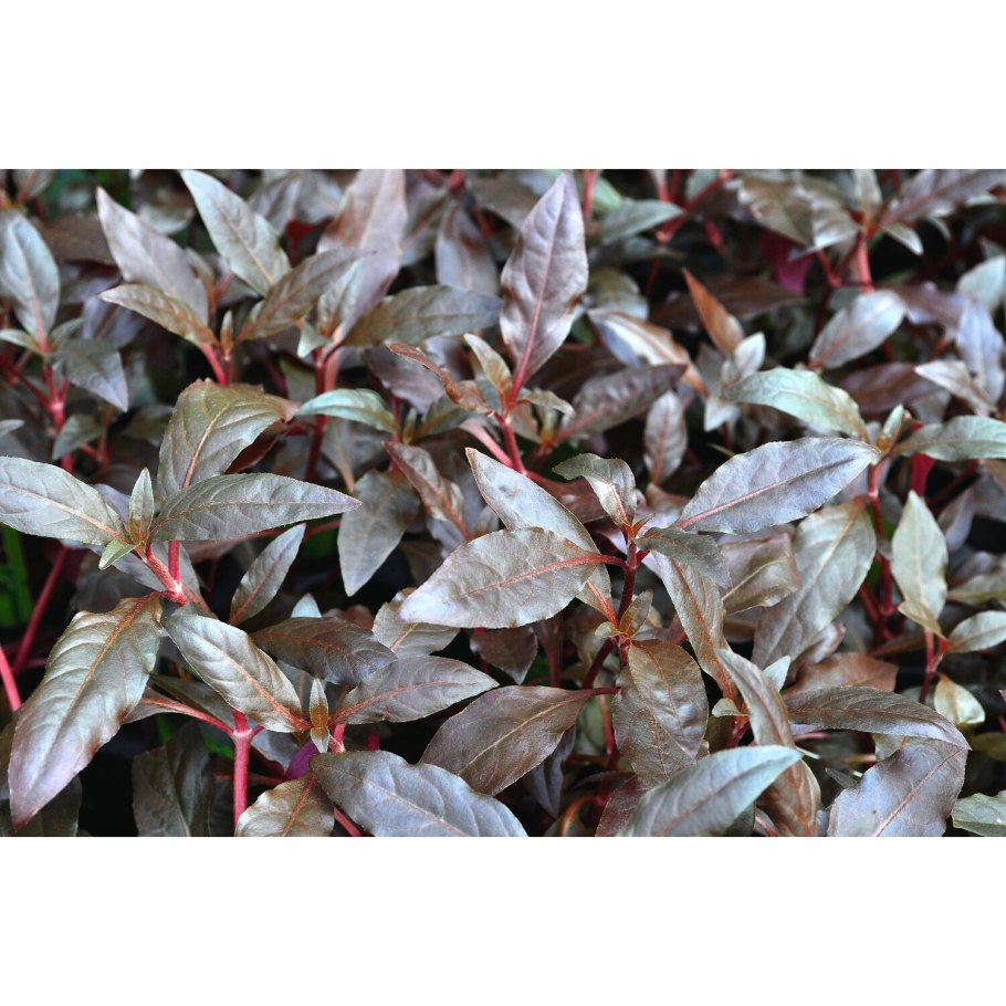 Alternanthera dentata / Альтернантера Дентата