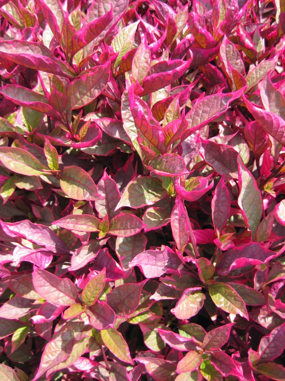 Альтернантера Рейнека розафолия