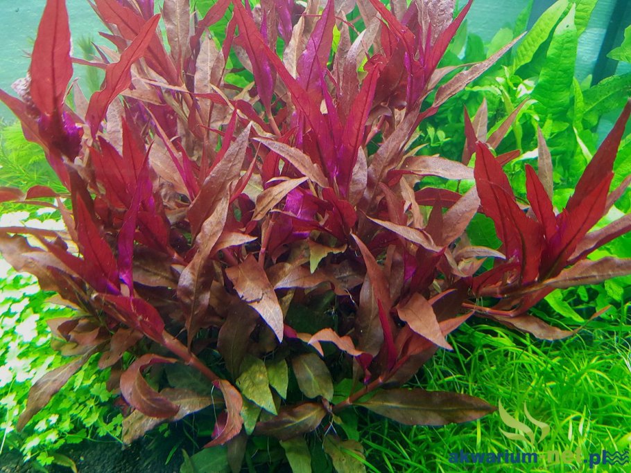 Альтернатерра Рейнек Пинк