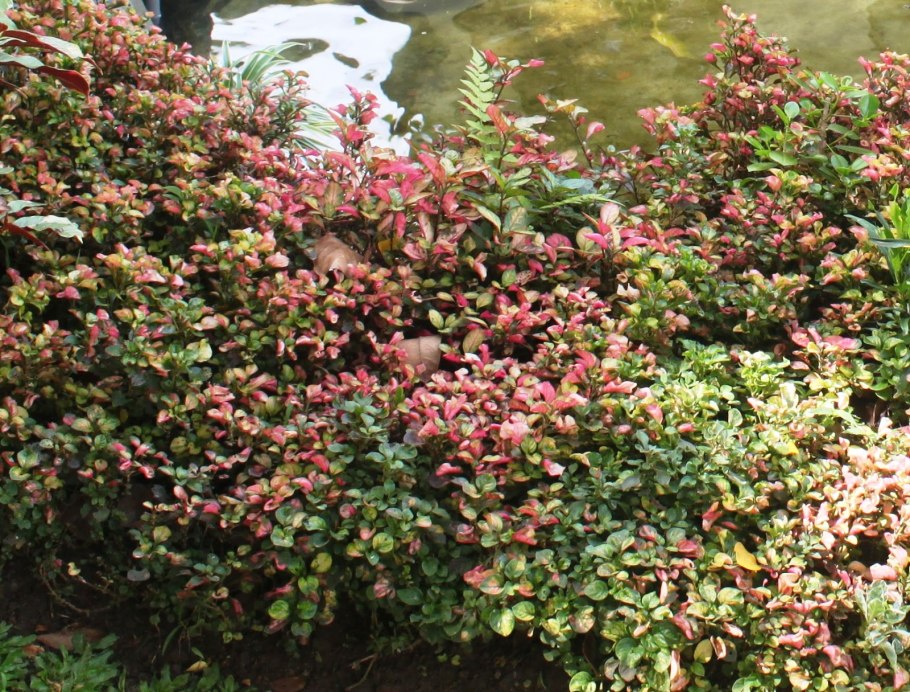 Альтернантера Дентата