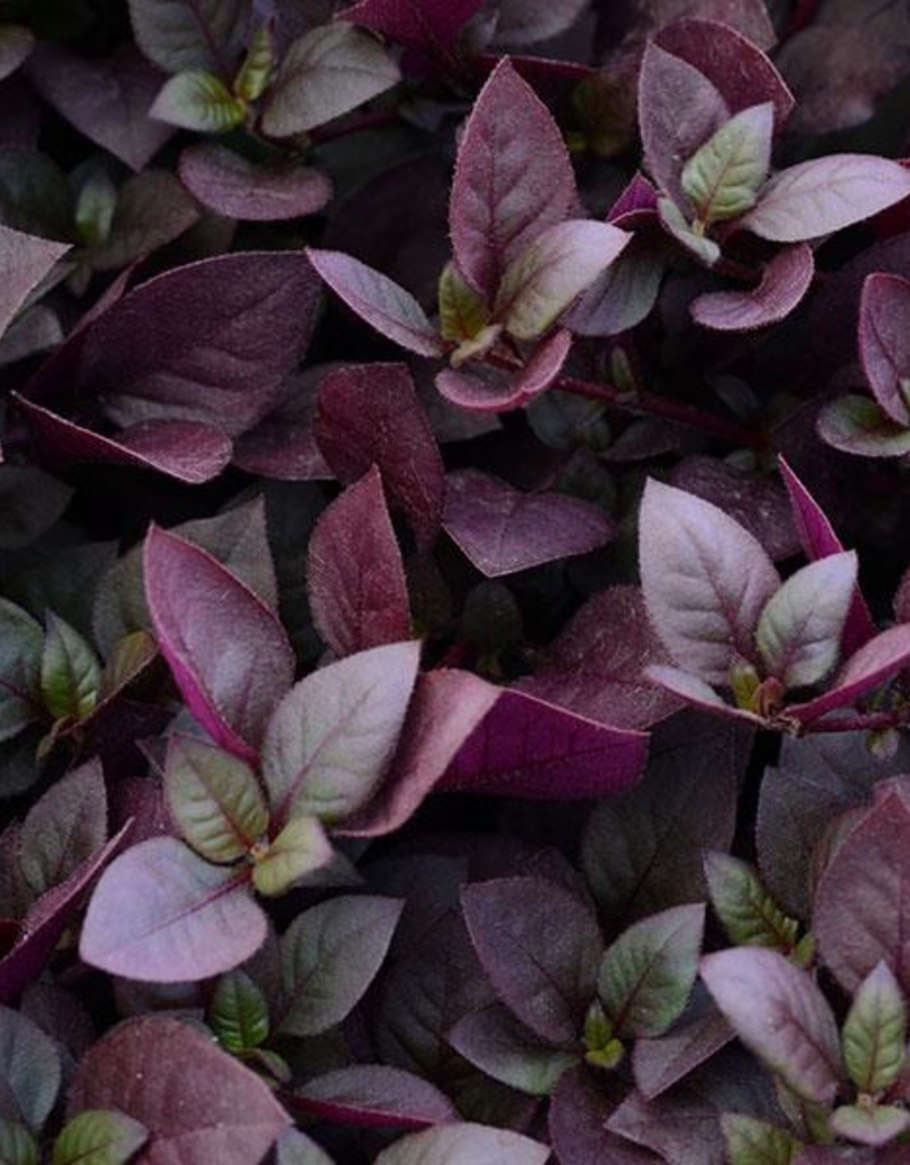 Альтернантера пурпурная