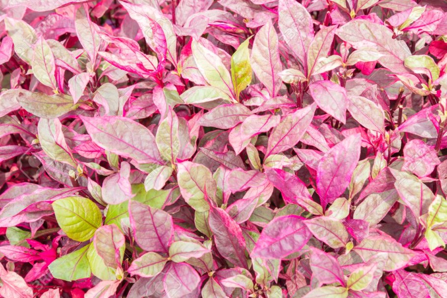 Кустарник с листьями напротив друг друга