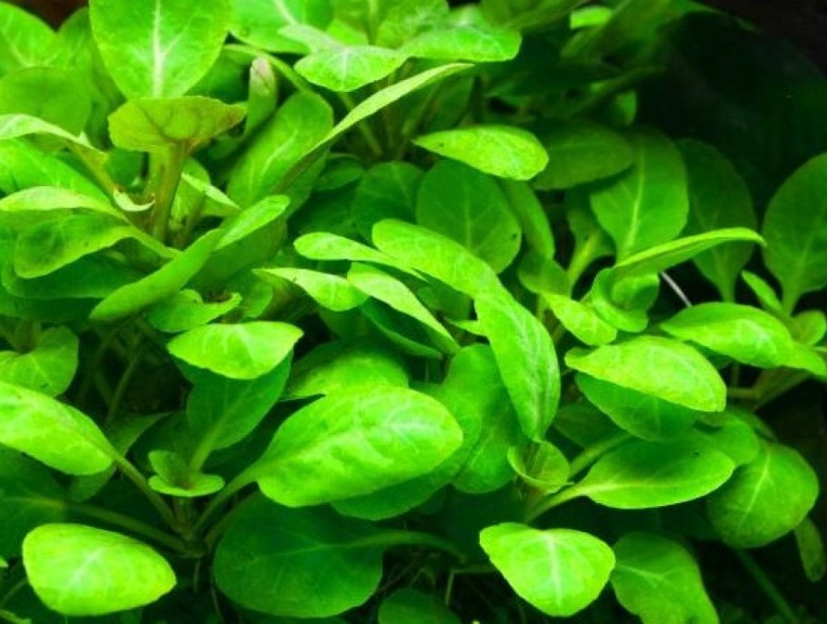 Alternanthera bettzickiana