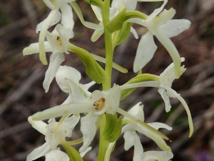 Любка двулистная - Platanthera bifolia (l.) Rich.