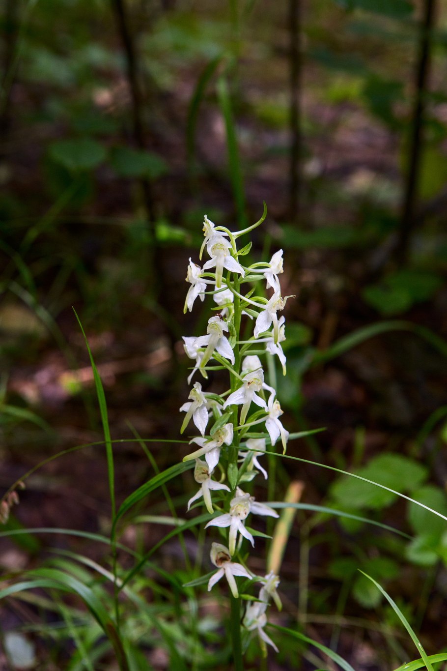 Любка двулистная - Platanthera bifolia (l.) Rich.