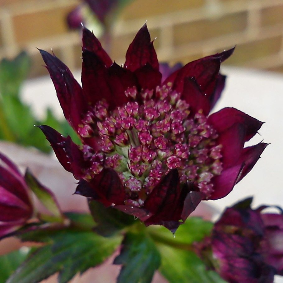 Astrantia Major Moulin rouge