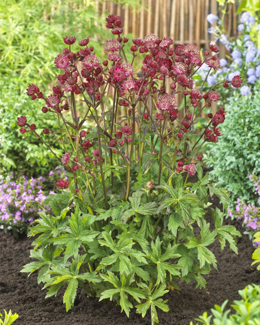 Астранция крупная, Astrantia Major "rubra