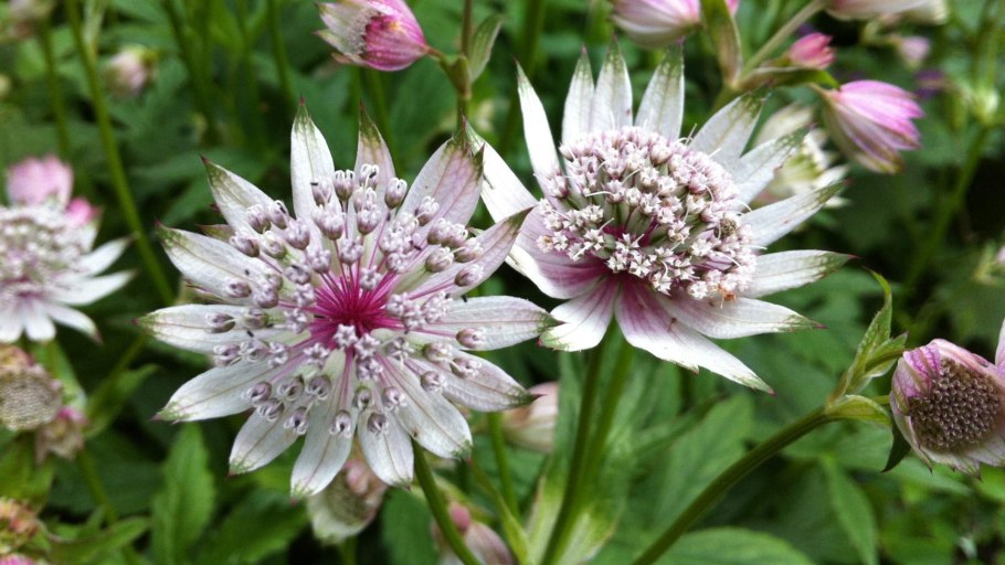 Astrantia 'Hadspen Blood'