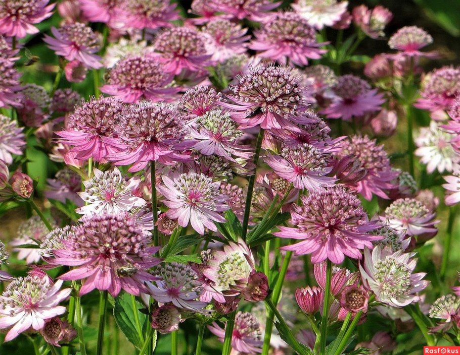 Астранция Astrantia Major Claret