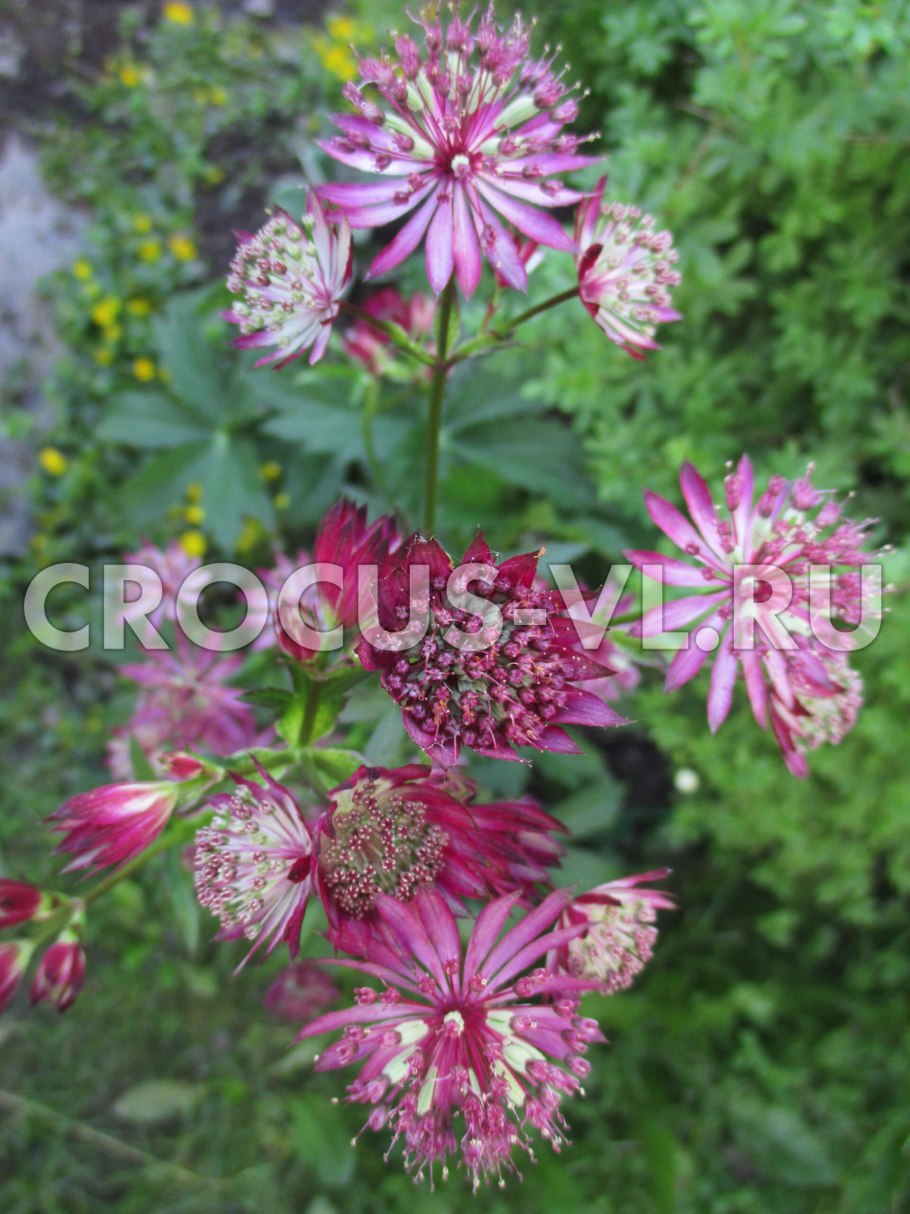 Astrantia Major Moulin rouge