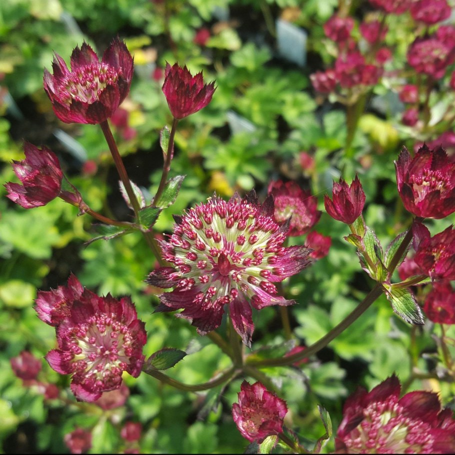 Астранция крупная (Astrantia Major)