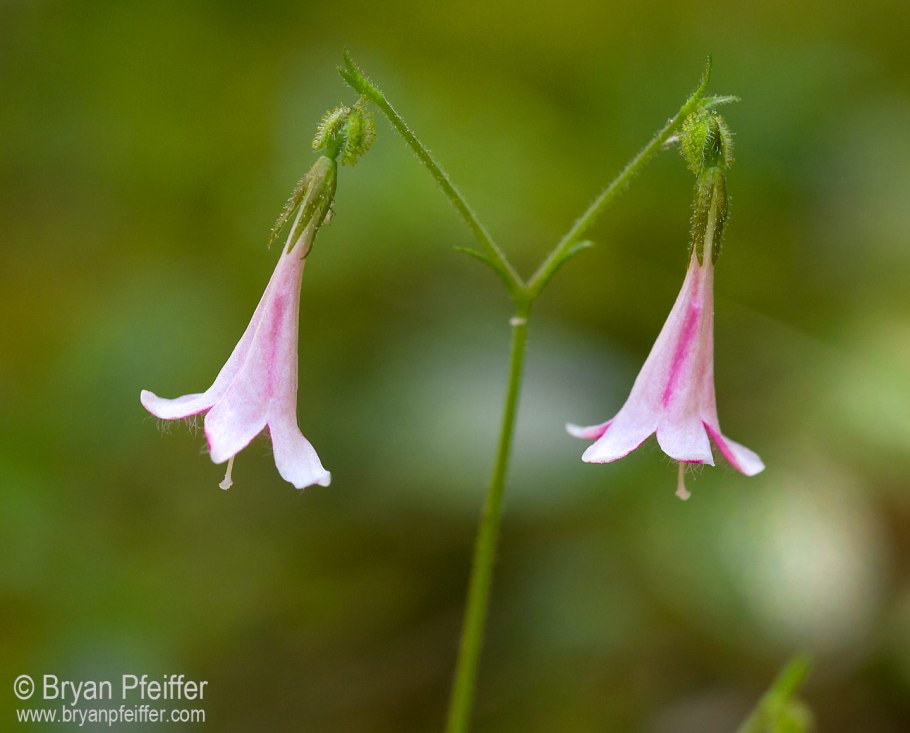 Linnaea Borealis ареал