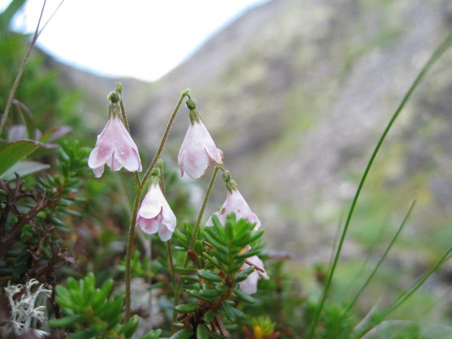 Линнея Северная Linnaea Borealis