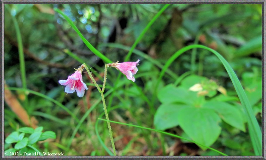 Растение Линнея Северная