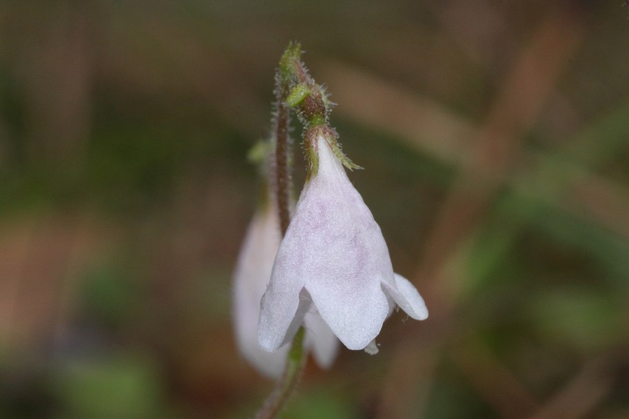 Species plantarum Карл Линней