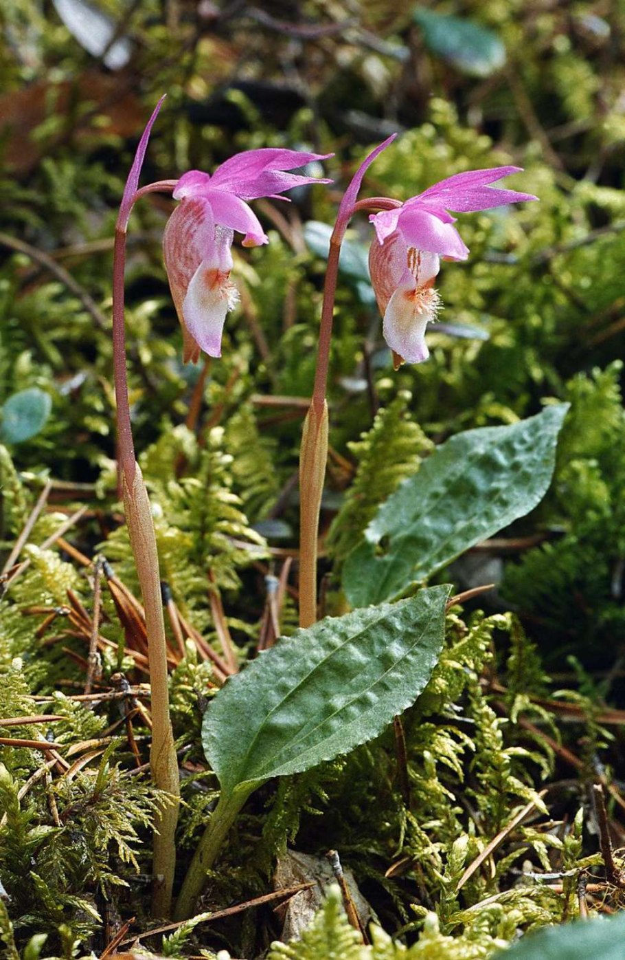 Линнея Северная листья