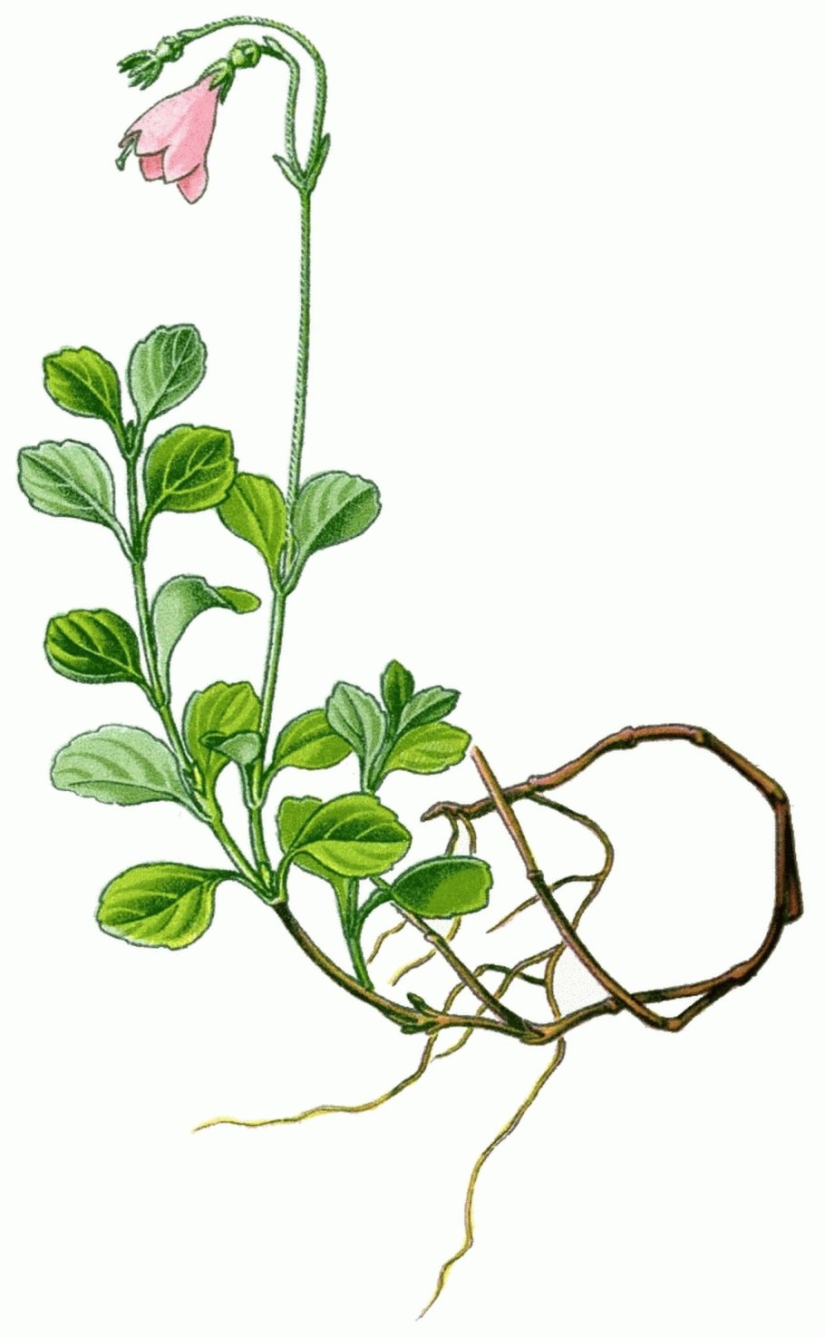 Линней лекарственные растения