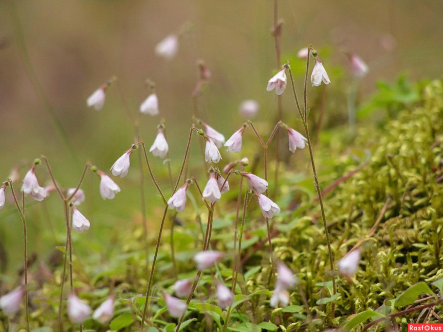 Linnaea Borealis ареал