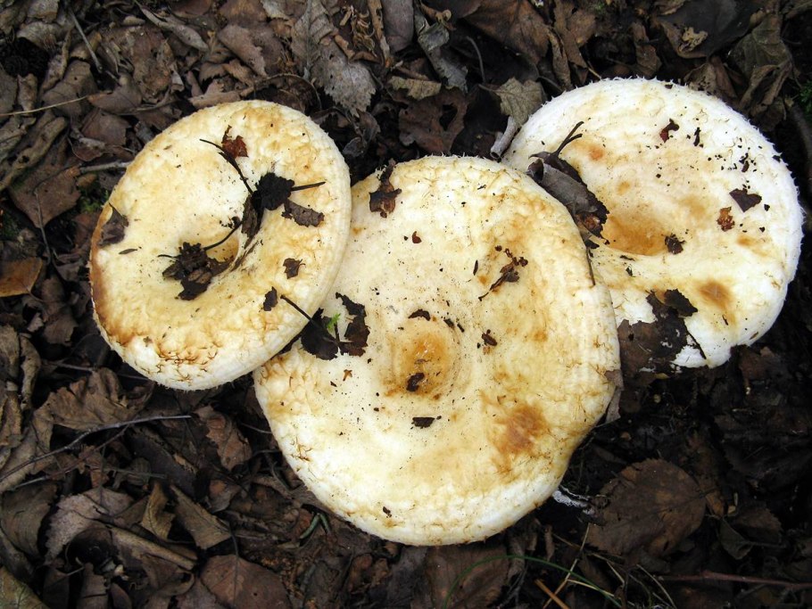 Скрипица Lactarius vellereus.