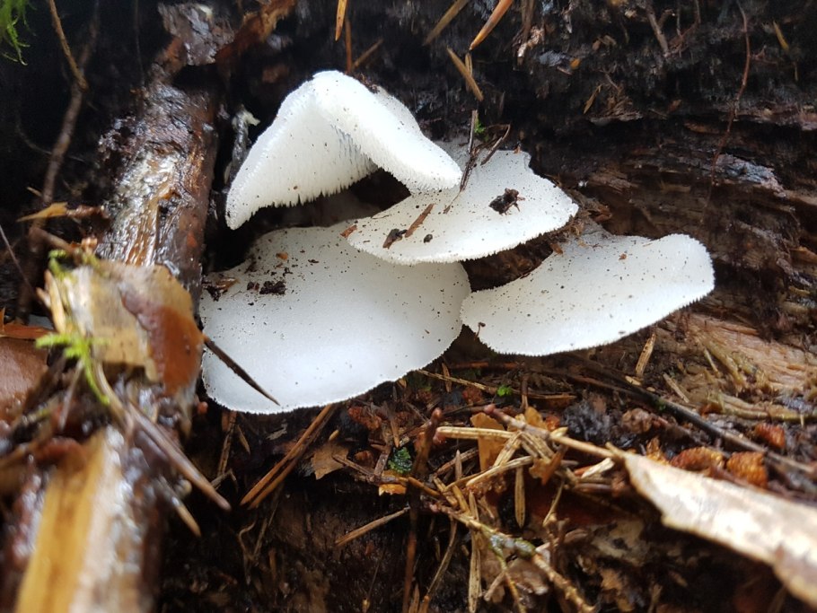 Сыроежка подгруздок белый