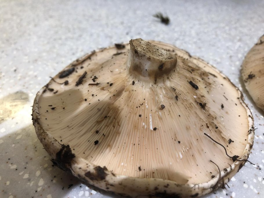 Гриб Молоканка похожий на груздь