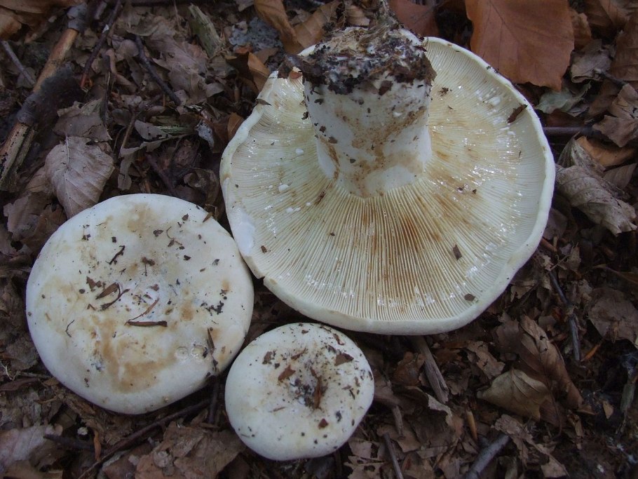 Груздь настоящий (Lactarius resimus)