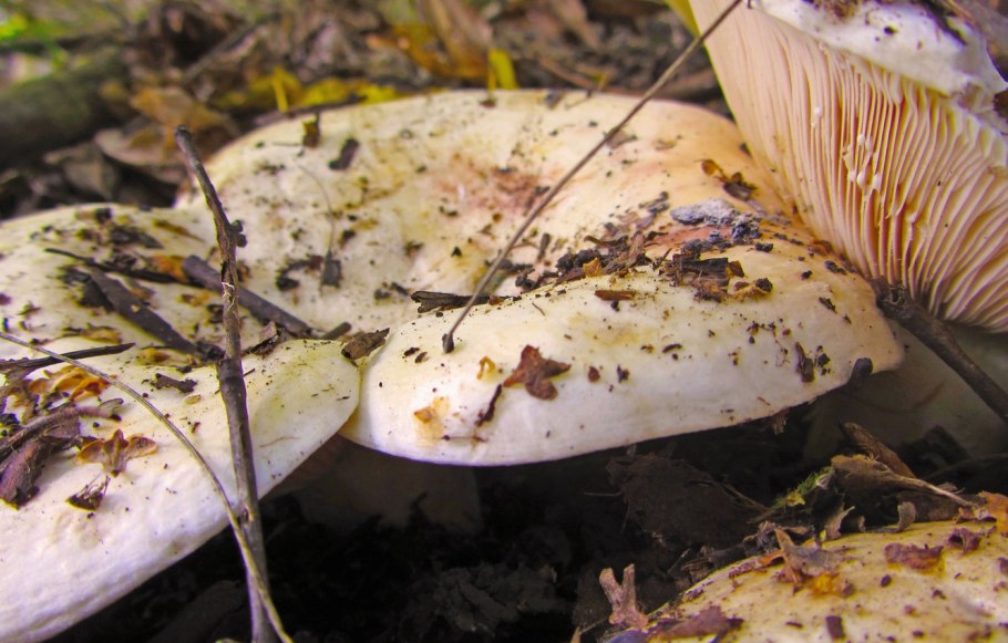 Груздь ложный скрипица