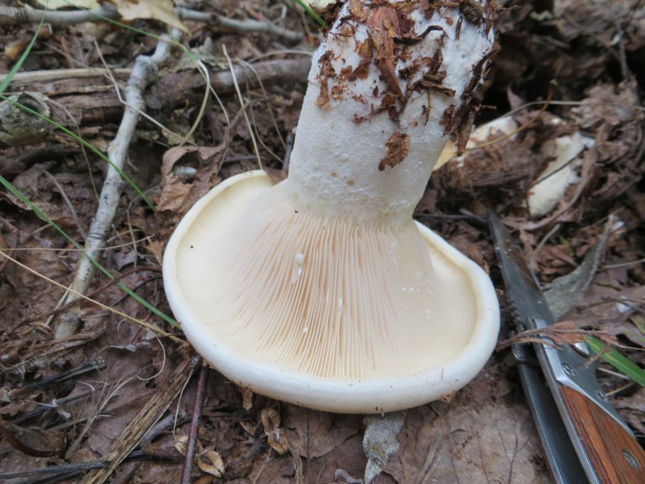 Осиновый груздь (Lactarius controversus)