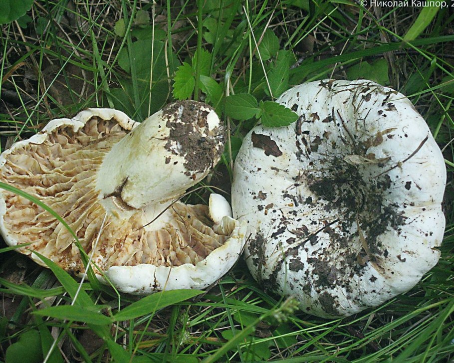 Скрипица Lactarius vellereus.
