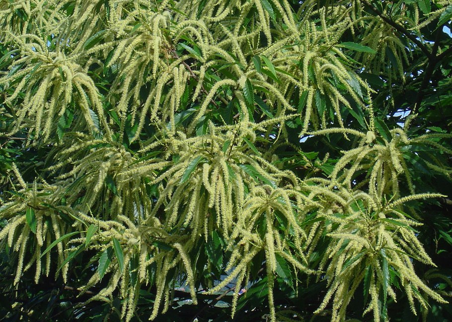 Castanea dentata дерево