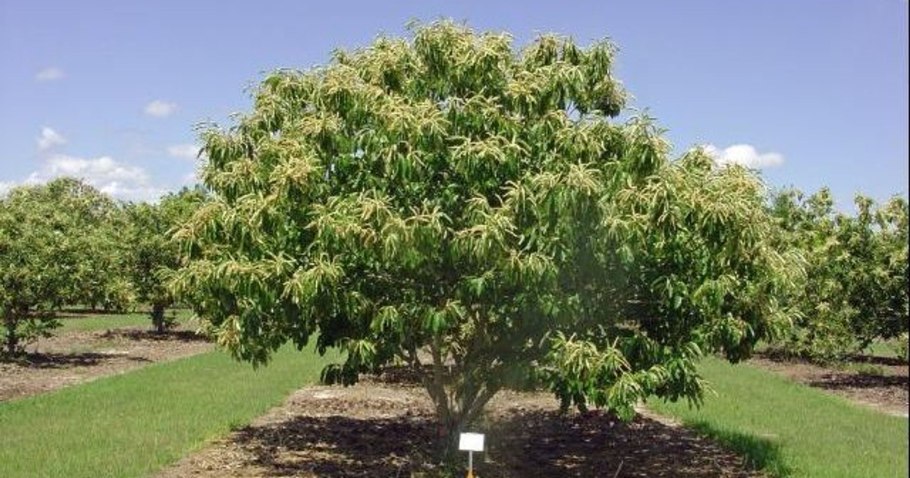 Castanea dentata дерево