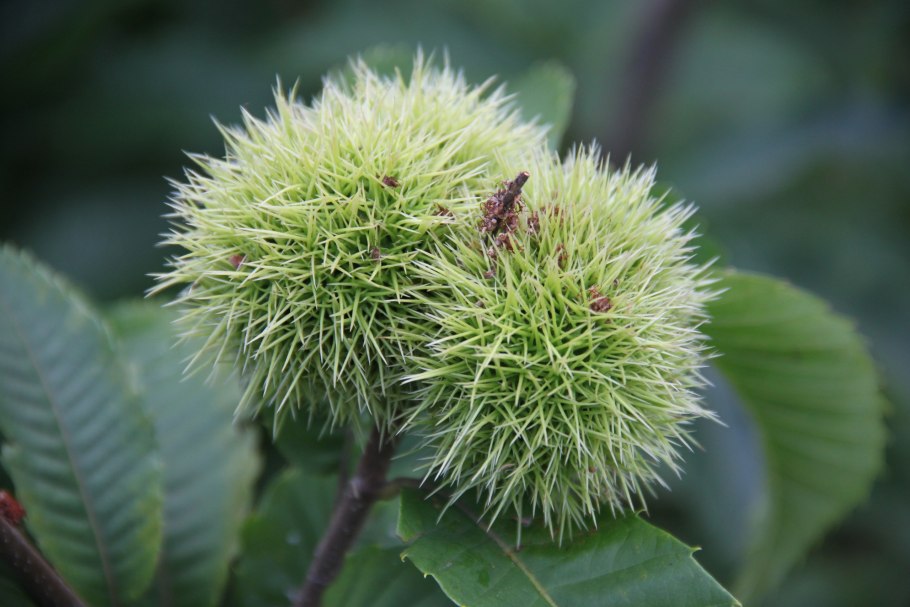 Castanea dentata дерево