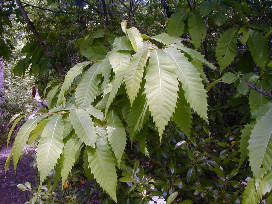 Американский каштан (Castanea dentata)