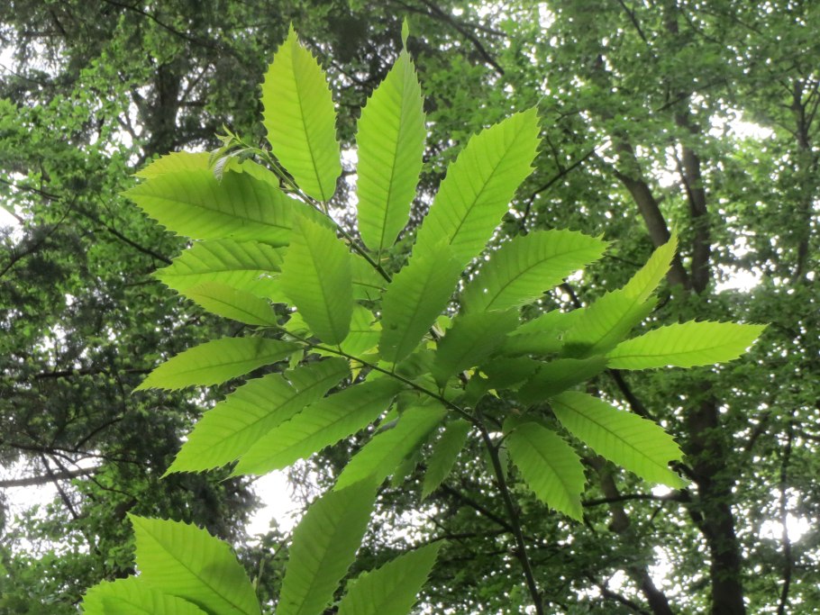 Каштан мягчайший (Castanea mollissima)