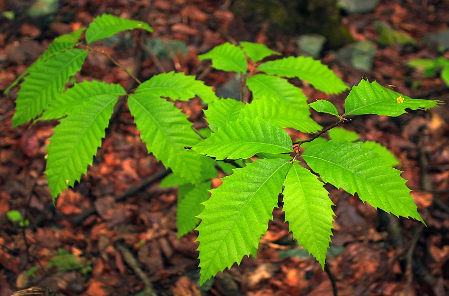 Каштан низкорослый (Castanea pumila)