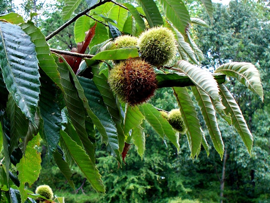 Castanea dentata дерево