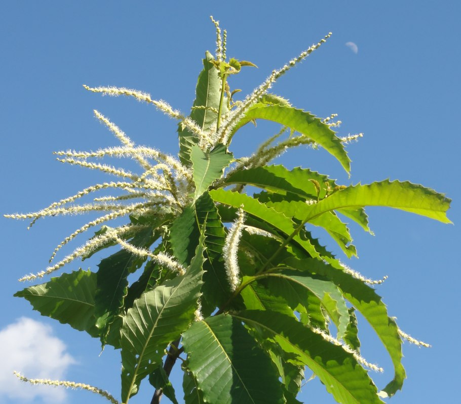 Каштан зубчатый или американский Castanea dentata