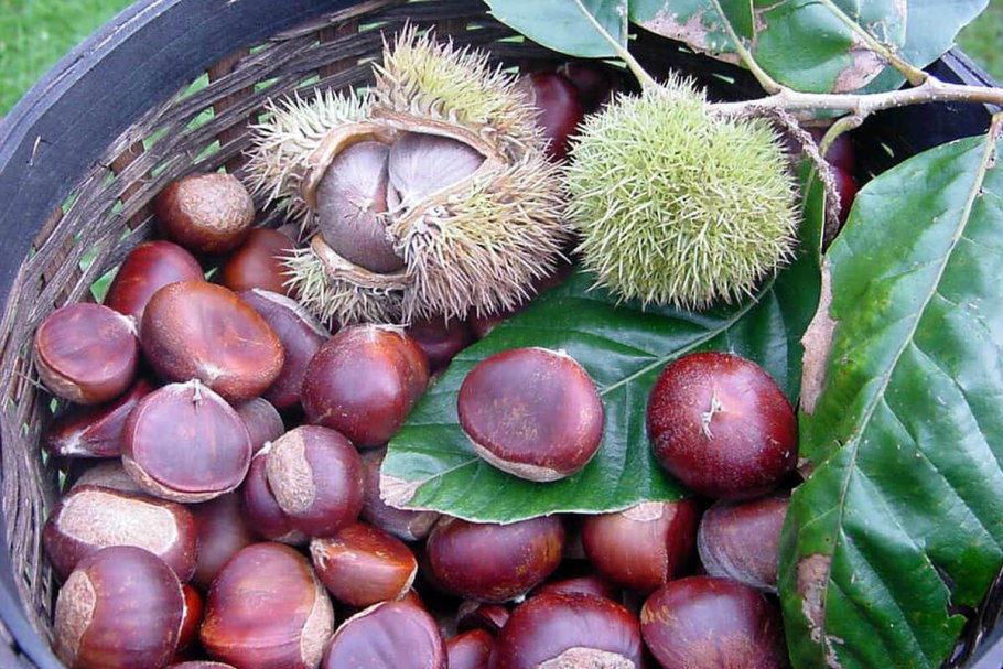 Castanea crenata