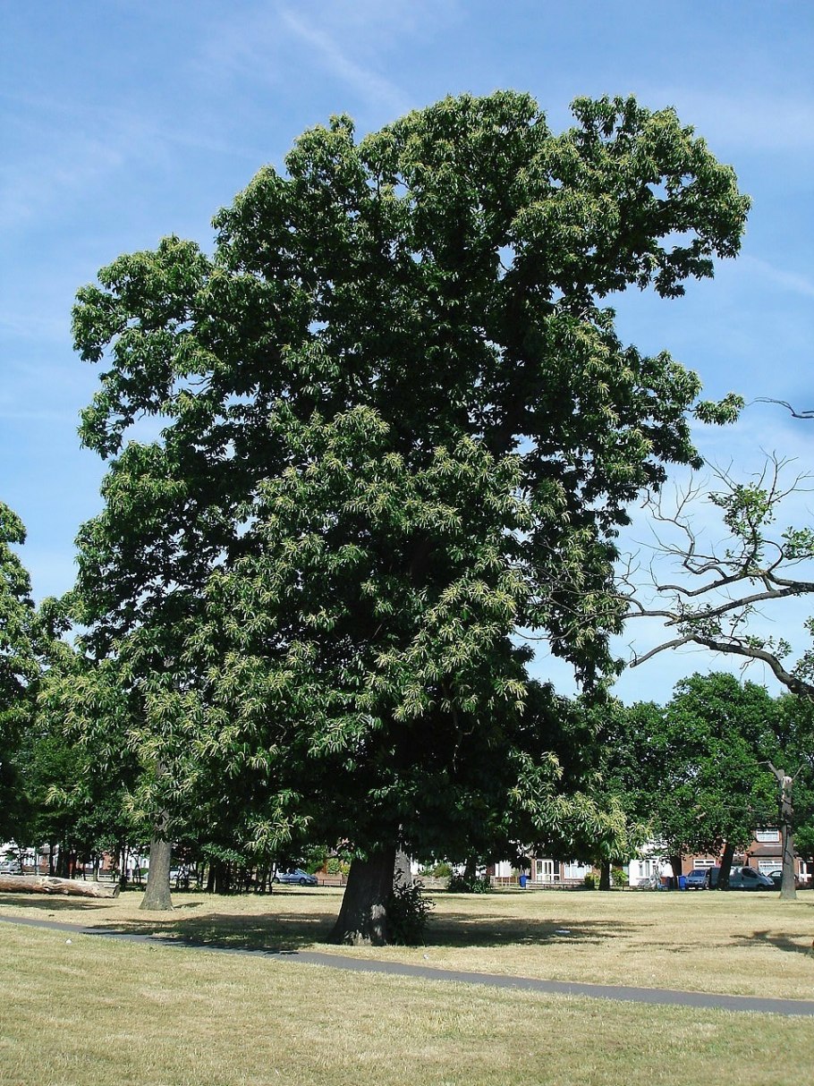Castanea Sativa зона зимостойкости