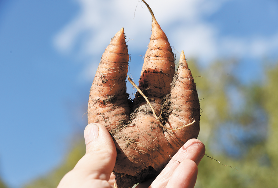 , Морковь обрезанная хрен картинки