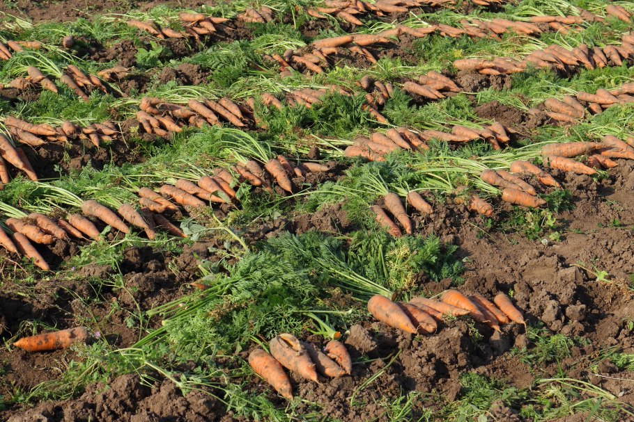 Подкормка золой