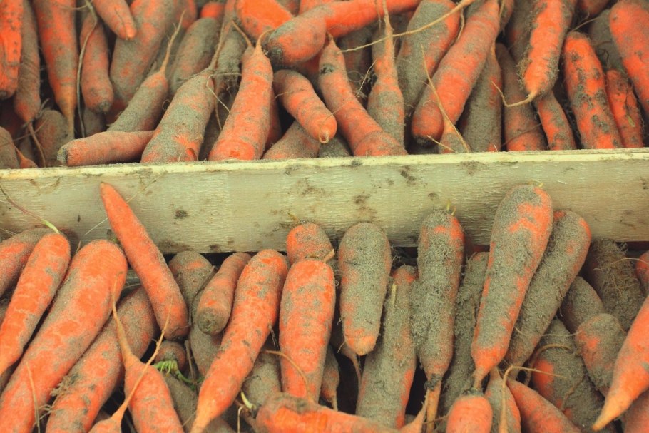 Морковь в погребе