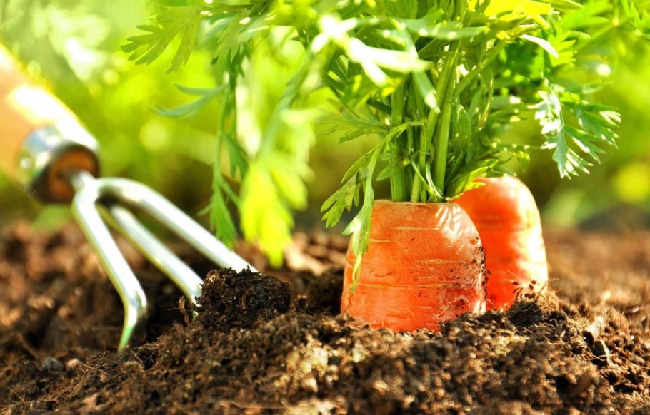 Совместимость посадки овощей на грядке таблица