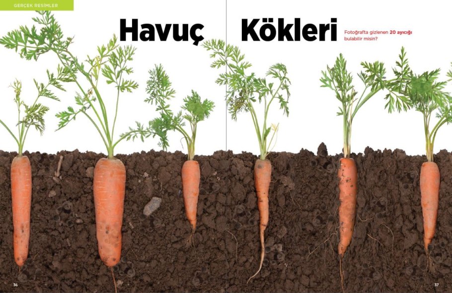 Таблица подкормок цветов