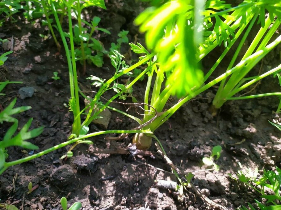 Ящик для хранения моркови