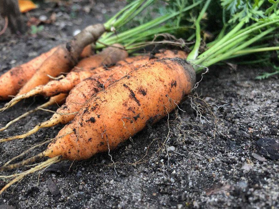 Морковь в почве