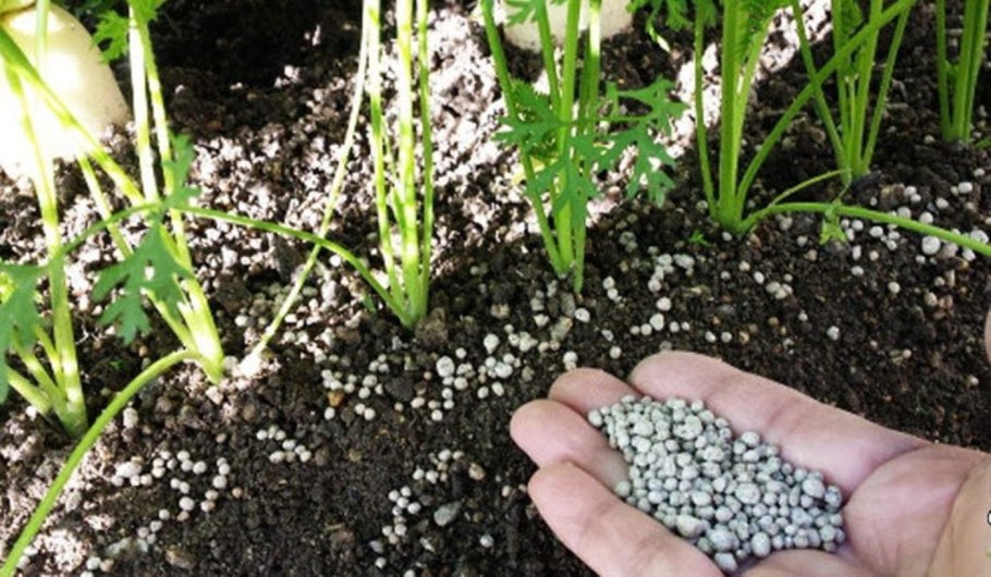 Семена моркови Ганичкина