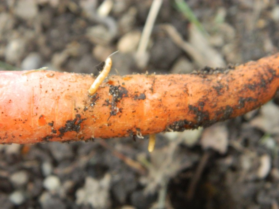 Сорта моркови таблица